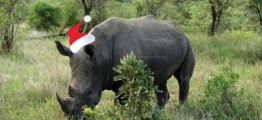 Kerst neushoorn.jpg