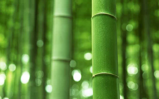 bamboo_1920x1200-17.jpg