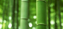 bamboo_1920x1200-17.jpg